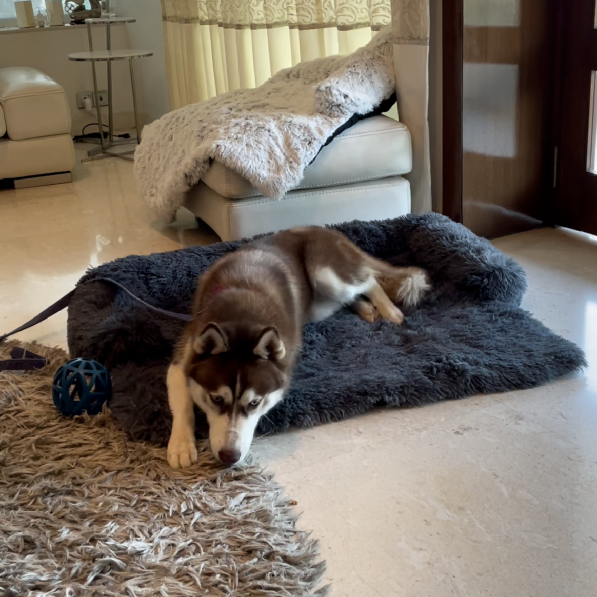 #style_dog-beds-for-large-breeds