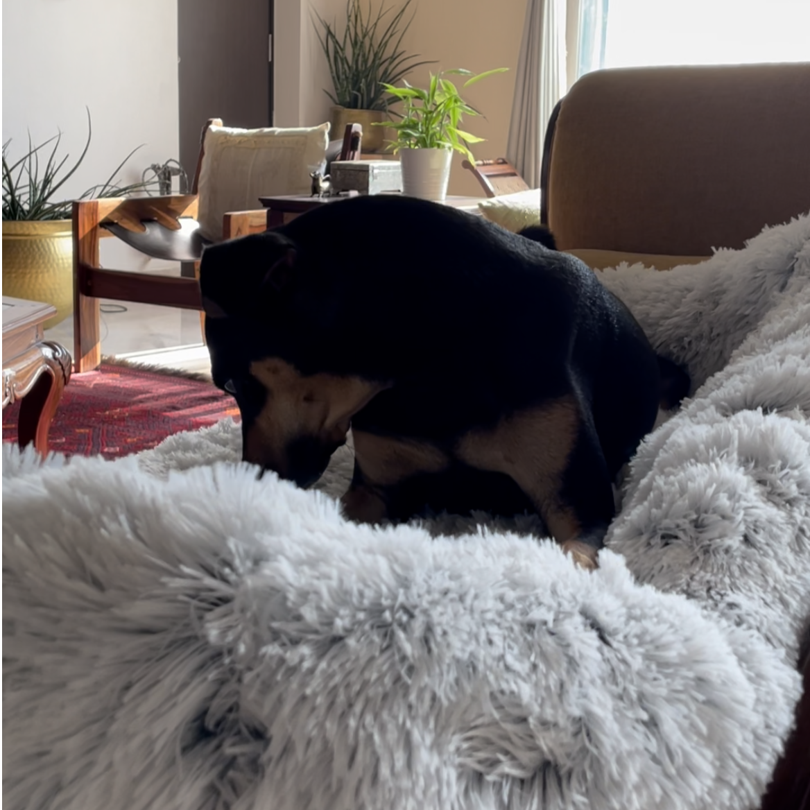#style_dog-beds-for-large-breeds