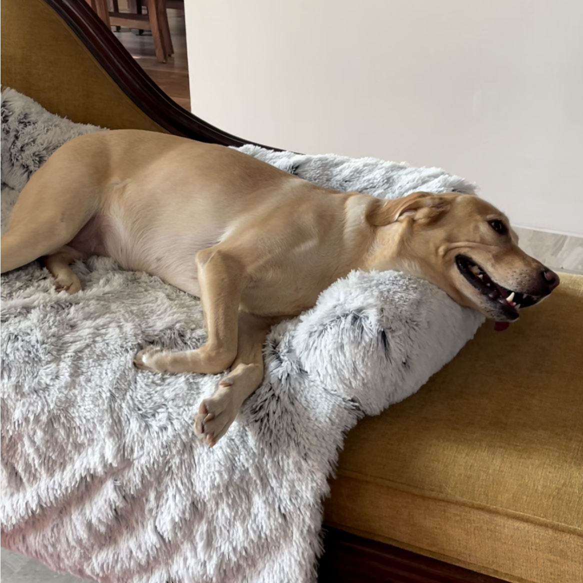 #style_dog-beds-for-large-breeds