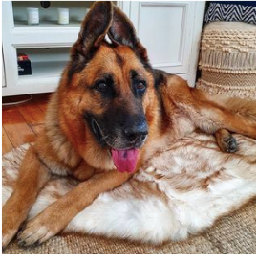 Orthopedic Soothing Rug™ – Absolut Pet