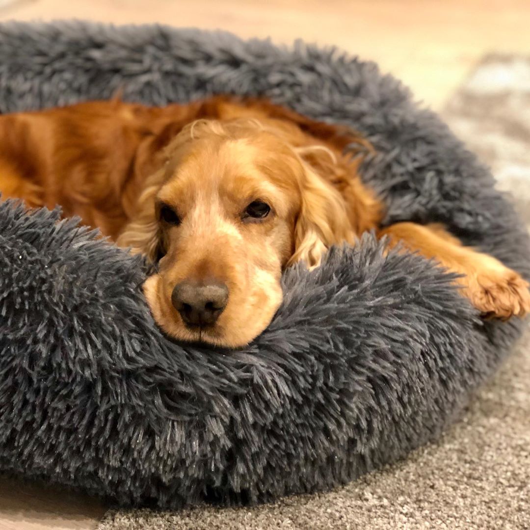 Absolut soothing shop dog bed reviews