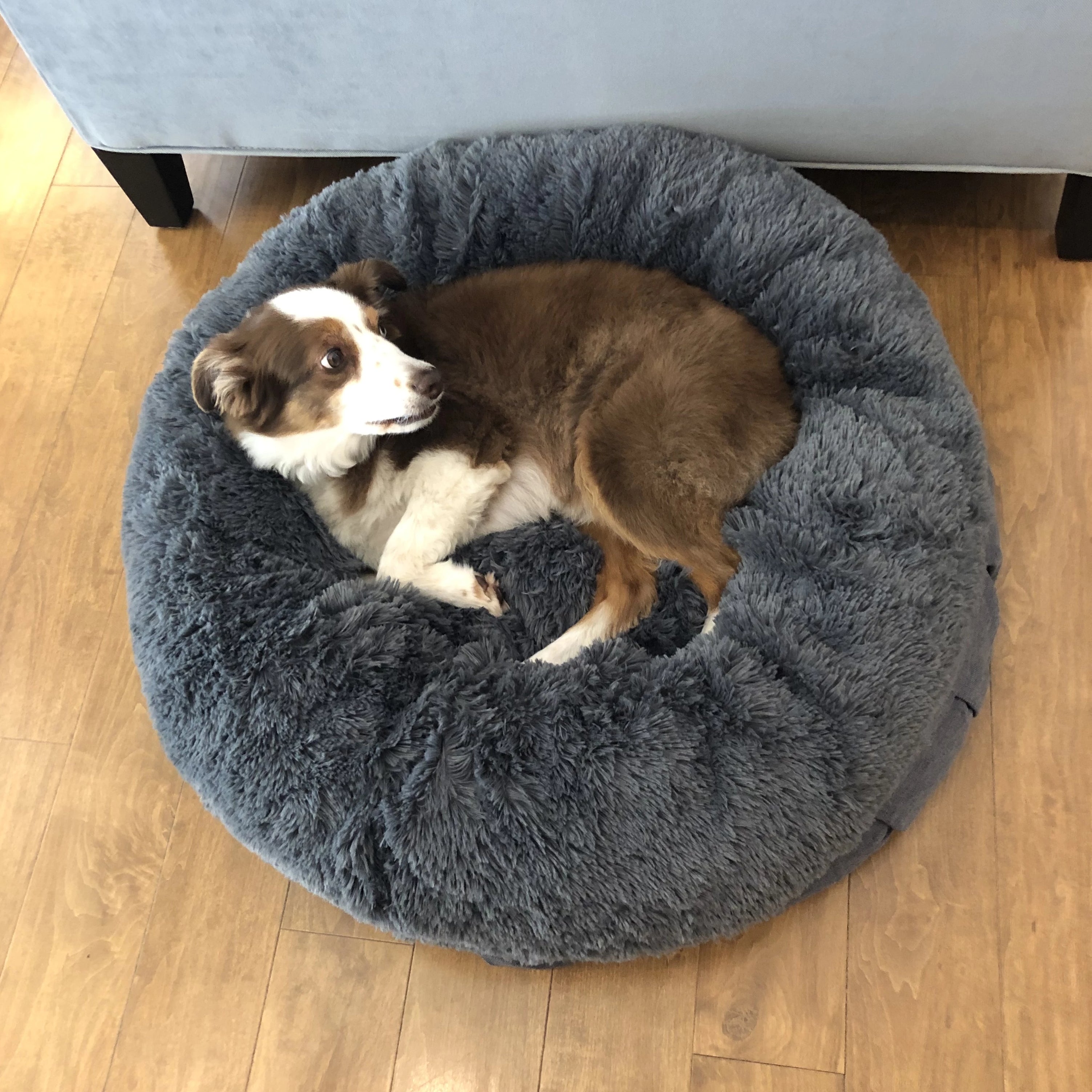 Absolut soothing 2024 dog bed reviews