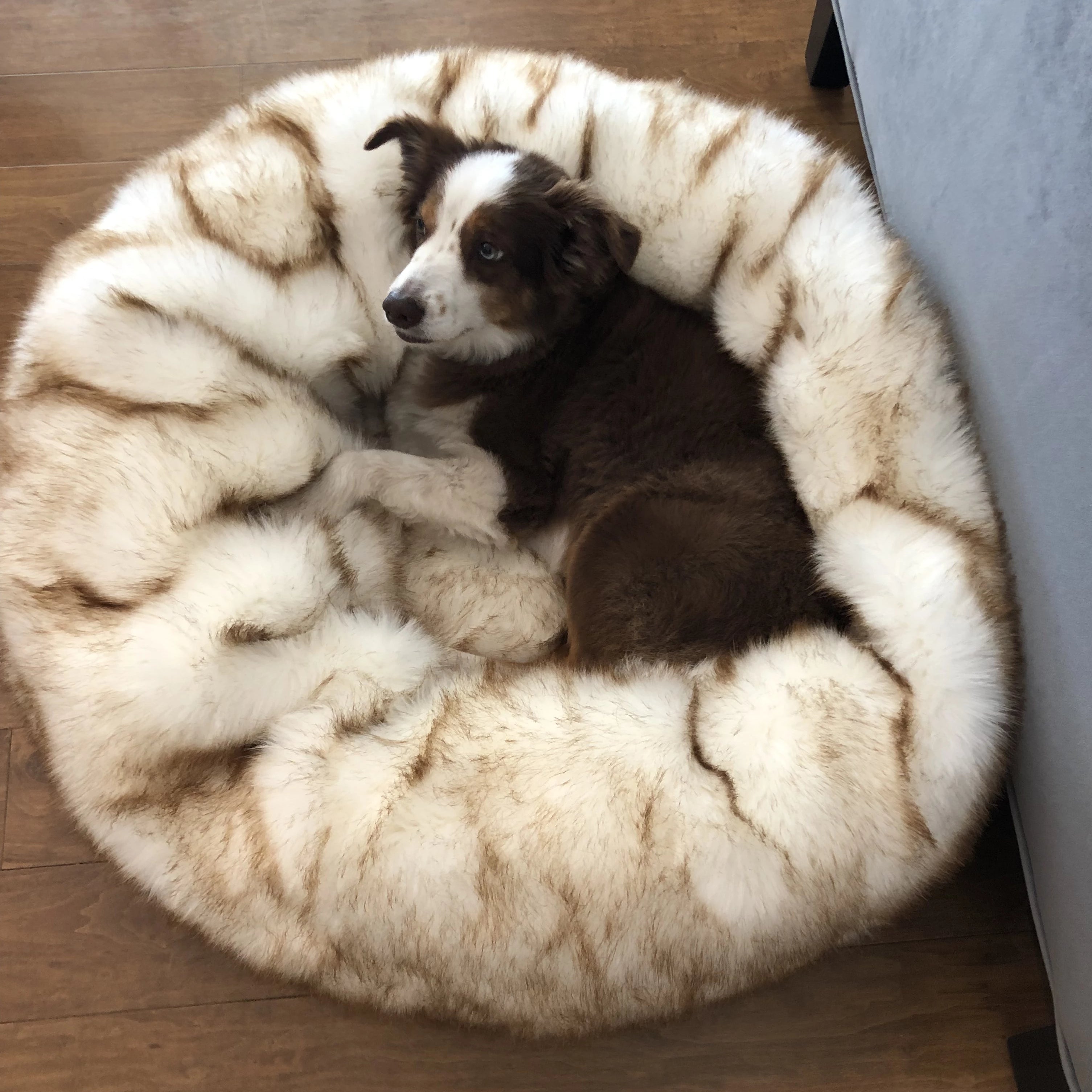 Absolut soothing store pet bed reviews