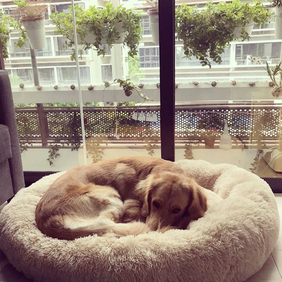 Absolut 2025 dog bed