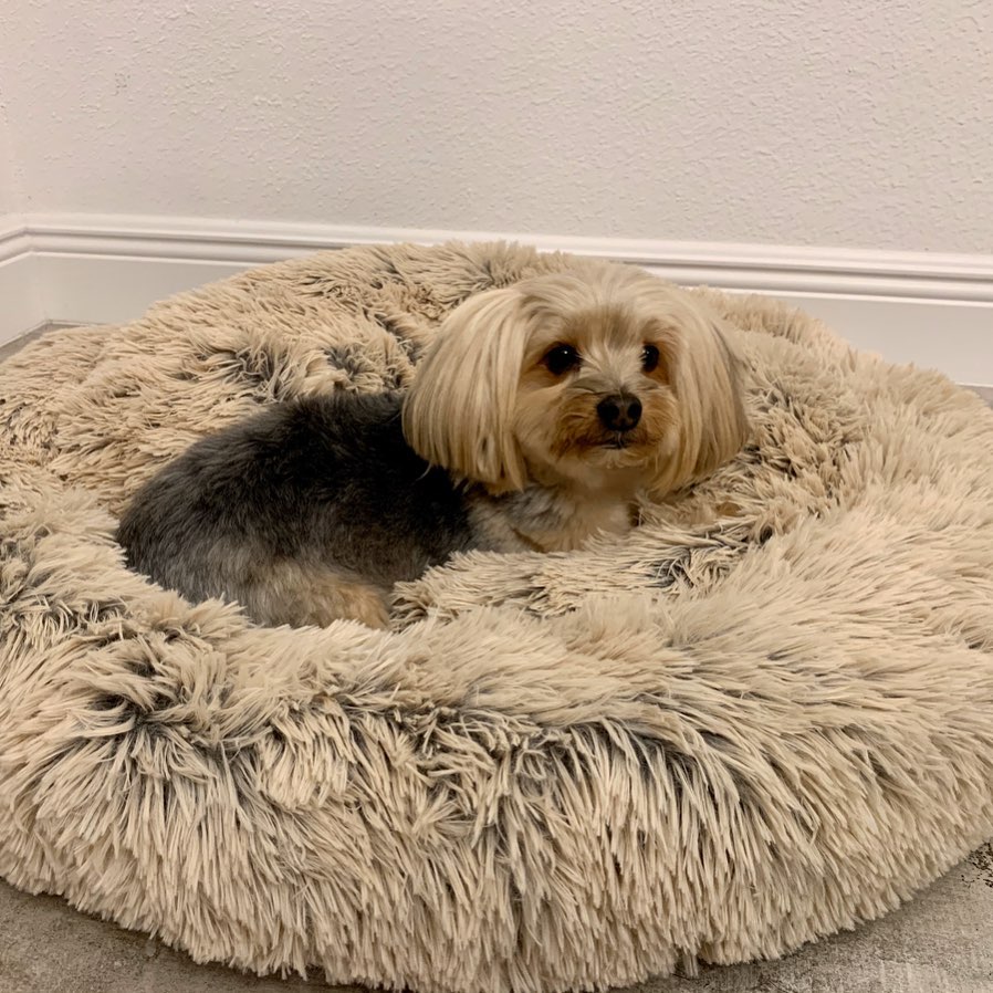 Absolute soothing shop dog bed